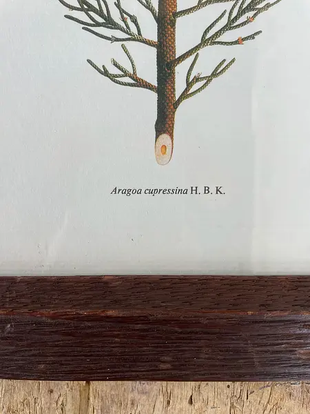Cuadro Lámina Expedición Botánica - Bogotá 1994