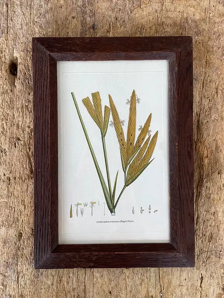 Cuadro Lámina Expedición Botánica - Bogotá 1994