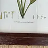 Cuadro Lámina Expedición Botánica - Bogotá 1994