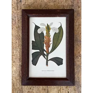 Cuadro Lámina Expedición Botánica - Bogotá 1994