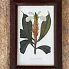 Cuadro Lámina Expedición Botánica - Bogotá 1994