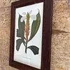 Cuadro Lámina Expedición Botánica - Bogotá 1994