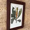 Cuadro Lámina Expedición Botánica - Bogotá 1994
