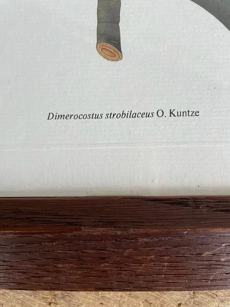 Cuadro Lámina Expedición Botánica - Bogotá 1994