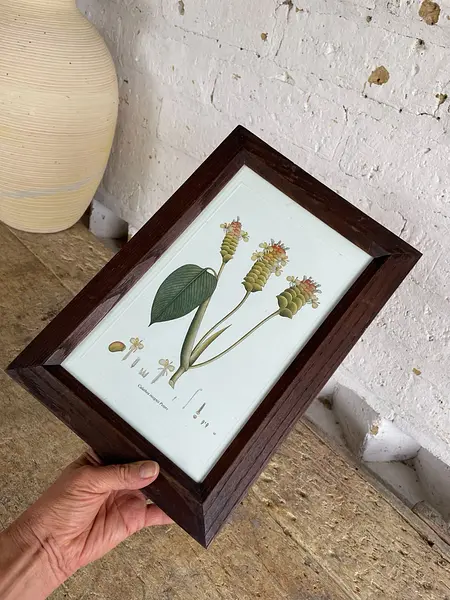 Cuadro Lámina Expedición Botánica - Bogotá 1994
