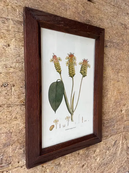 Cuadro Lámina Expedición Botánica - Bogotá 1994