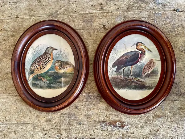 Cuadros De Aves X 2 Con Moldura Ovalada - Europa 1940