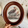 Cuadros De Aves X 2 Con Moldura Ovalada - Europa 1940
