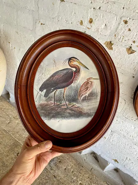 Cuadros De Aves X 2 Con Moldura Ovalada - Europa 1940