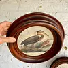 Cuadros De Aves X 2 Con Moldura Ovalada - Europa 1940