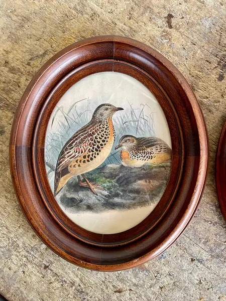 Cuadros De Aves X 2 Con Moldura Ovalada - Europa 1940