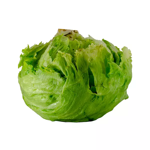 Lechuga Batavia