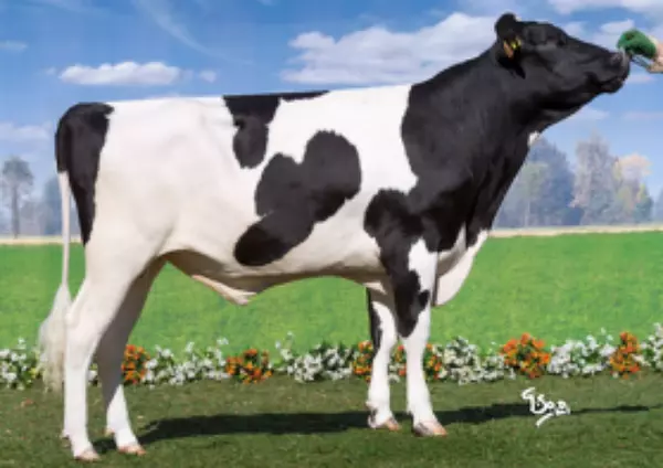 Semex Balthazar