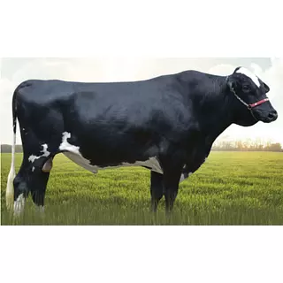 Semex Matheus