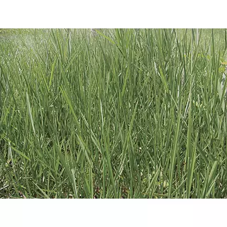 Brachiaria Llanero-Dictyoneura Desnuda X 1kg