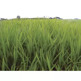 Brachiaria Decumbens Desnuda X Kg