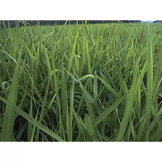 Brachiaria Brizantha Marandú Desnuda X Kg