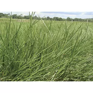 Brachiaria Humidicola