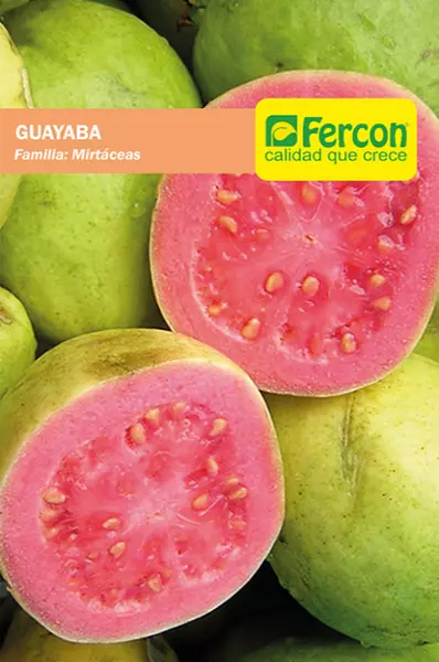 Guayaba