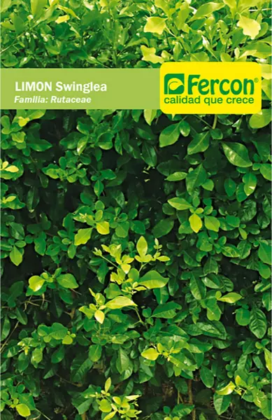 Limon Swingla