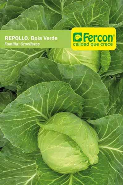 Repollo Bola Verde