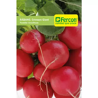 Rábano Crimpson Giant