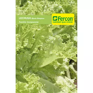 Lechuga Black Simpson