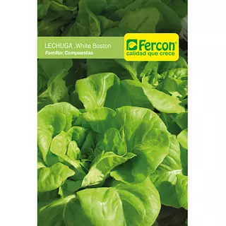 Lechuga White Boston