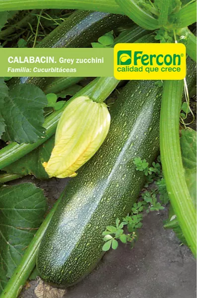 Calabacin Grey Zucchini