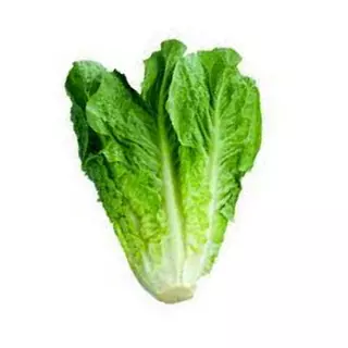 Lechuga Romana