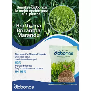 Semilla de Pasto Brachiaria Brizantha Marandu x Kg
