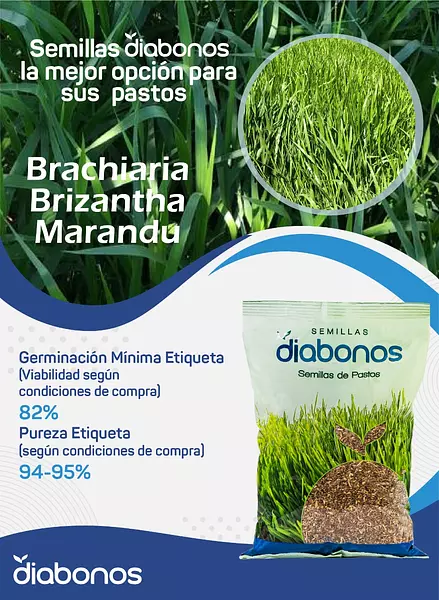 Semilla de Pasto Brachiaria Brizantha Marandu x Kg