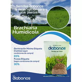 Semilla de Pasto Brachiaria Humidicola x Kg