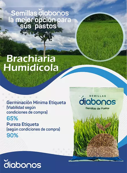 Semilla de Pasto Brachiaria Humidicola x Kg