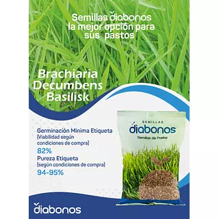 Semilla de Pasto Brachiaria Decumbens Basilisk