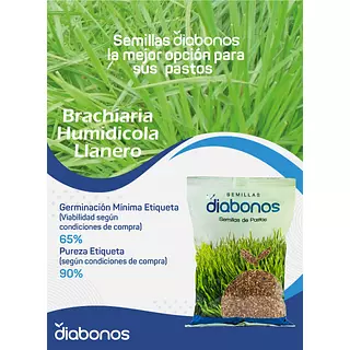 Semilla de Pasto Brachiaria Humidicola Llanero x 1 Kg