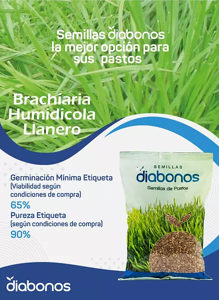 Semilla de Pasto Brachiaria Humidicola Llanero x 1 Kg