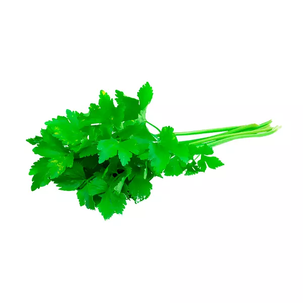 Cilantro Und