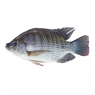Pescado Tilapia Fresco