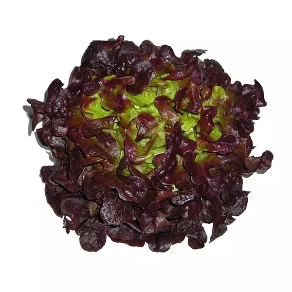 Lechuga Salanova Morada Kosher