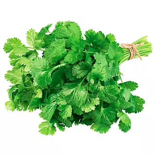 Cilantro - M