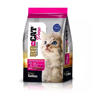 Br For Cat Pure Kitten Gatitos