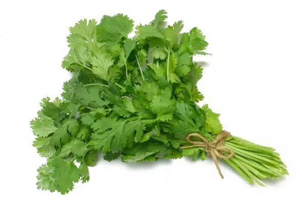 Bolsa Cilantro