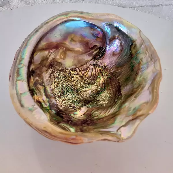 Concha De Abulón Sobre Trípode De Lucita