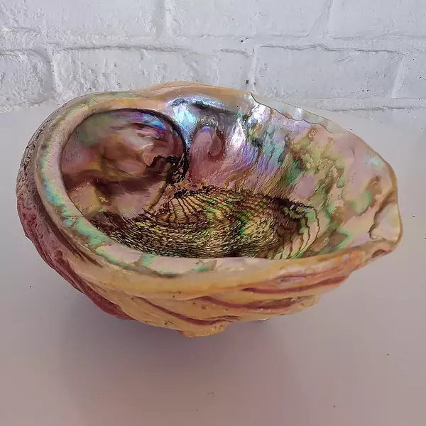 Concha De Abulón Sobre Trípode De Lucita